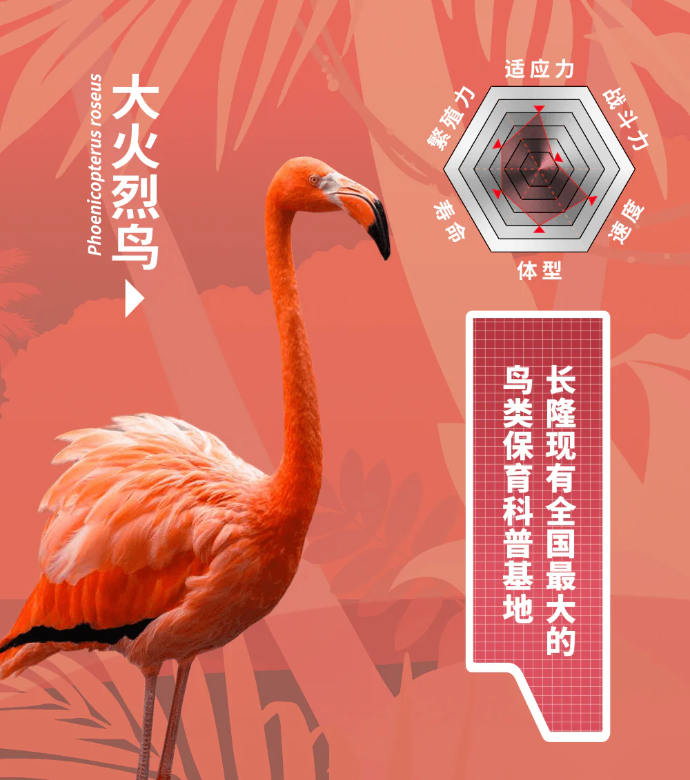 BB-53CL ROSEUS - Image 9