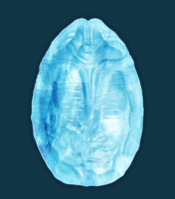 Silicone Tray - Alien Egg - Image 4
